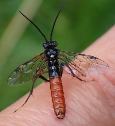 Réf. 268 408 : Tenthredopsis coquebertii